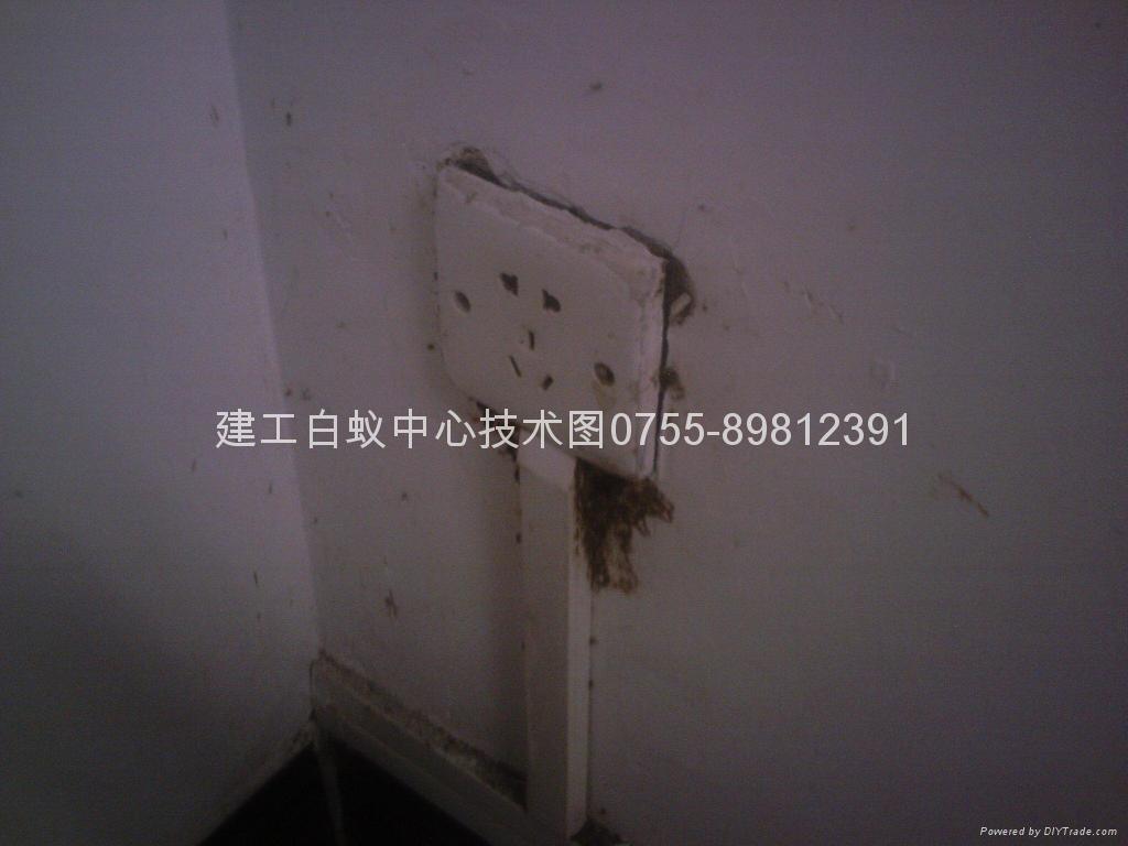 白蚁危害
