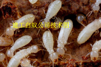 白蚁图片
