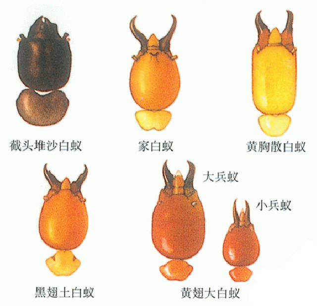 白蟻圖